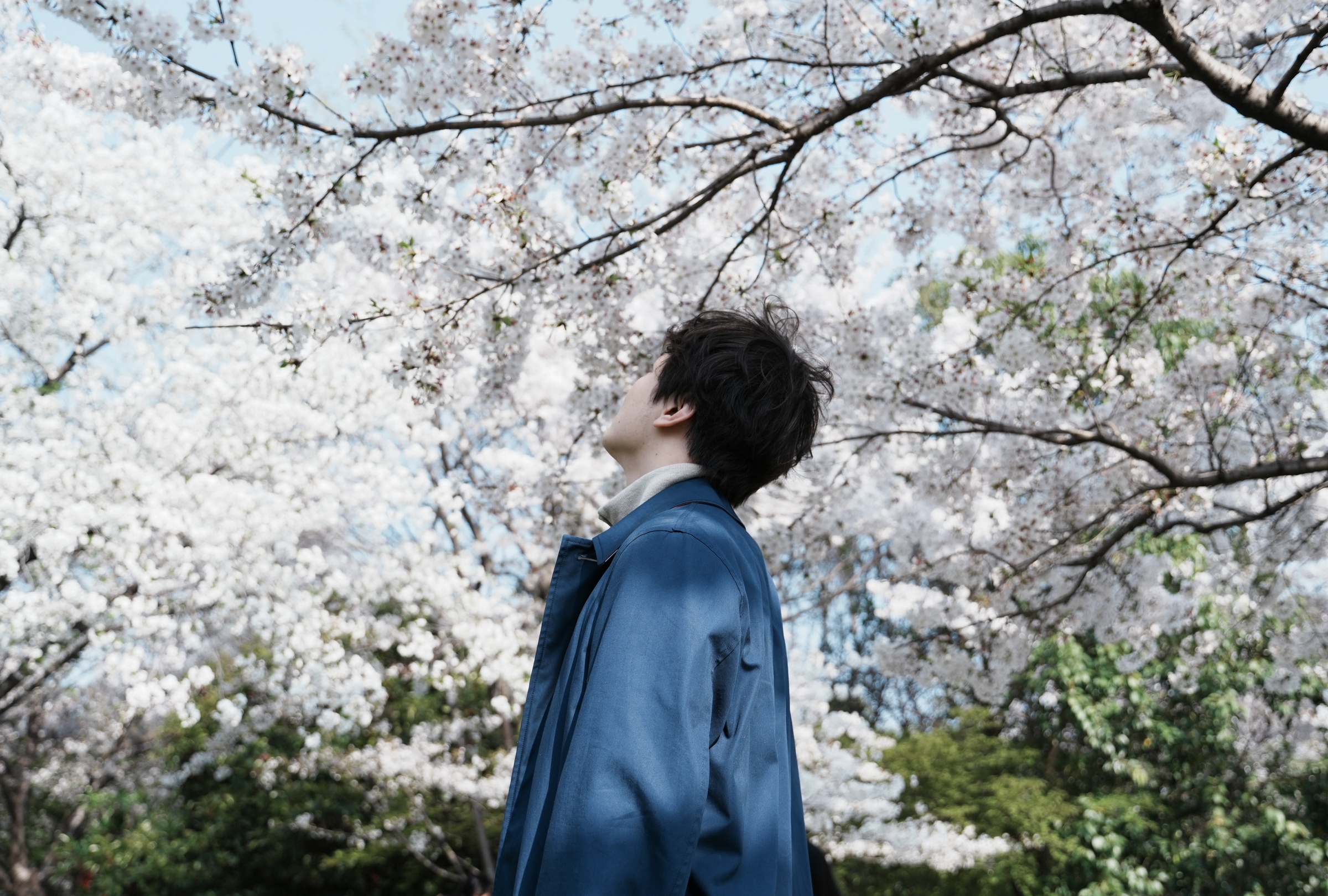 under cherry blossoms